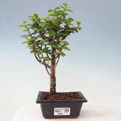 Izbová bonsai - Portulakaria Afra - Tlustice - 1