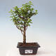 Izbová bonsai - Portulakaria Afra - Tlustice - 1/2