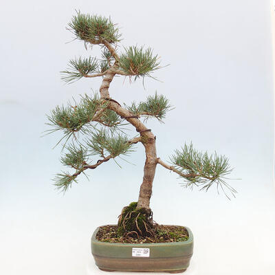 Vonkajšie bonsai - Pinus Sylvestris - Borovica lesná - 1