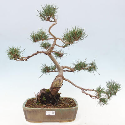 Vonkajšie bonsai - Pinus Sylvestris - Borovica lesná - 1