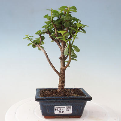 Izbová bonsai - Portulakaria Afra - Tlustice - 1