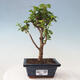 Izbová bonsai - Portulakaria Afra - Tlustice - 1/2