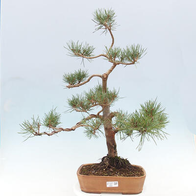 Vonkajšie bonsai - Pinus Sylvestris - Borovica lesná - 1