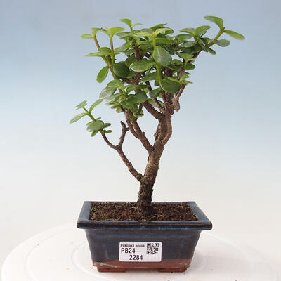 Izbová bonsai - Portulakaria Afra - Tlustice - 1