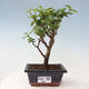 Izbová bonsai - Portulakaria Afra - Tlustice - 1/2