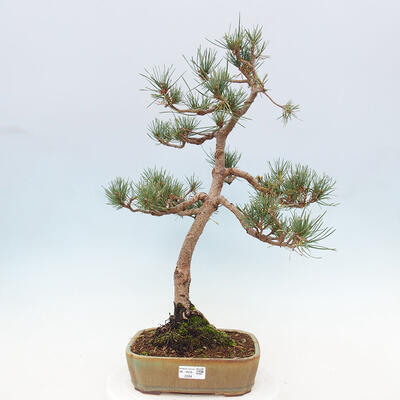 Vonkajšie bonsai - Pinus Sylvestris - Borovica lesná - 1