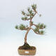 Vonkajšie bonsai - Pinus Sylvestris - Borovica lesná - 1/4