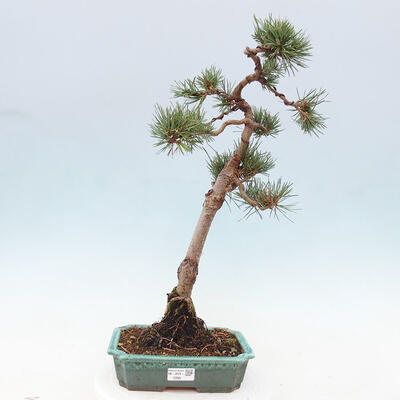 Vonkajšie bonsai - Pinus Sylvestris - Borovica lesná - 1