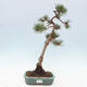 Vonkajšie bonsai - Pinus Sylvestris - Borovica lesná - 1/4