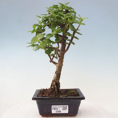 Izbová bonsai - Portulakaria Afra - Tlustice - 1