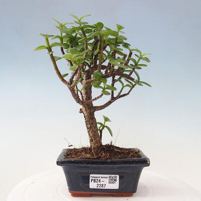 Izbová bonsai - Portulakaria Afra - Tlustice - 1