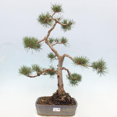 Vonkajšie bonsai - Pinus Sylvestris - Borovica lesná - 1