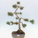 Vonkajšie bonsai - Pinus Sylvestris - Borovica lesná - 1/4