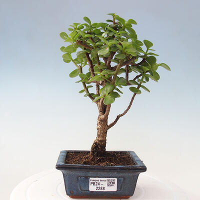 Izbová bonsai - Portulakaria Afra - Tlustice - 1