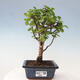 Izbová bonsai - Portulakaria Afra - Tlustice - 1/2