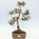 Vonkajšie bonsai - Pinus Sylvestris - Borovica lesná - 1/4