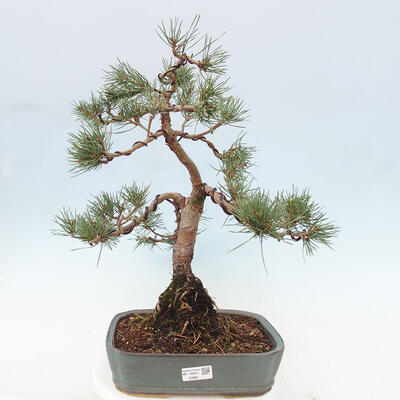 Vonkajšie bonsai - Pinus Sylvestris - Borovica lesná - 1