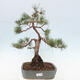 Vonkajšie bonsai - Pinus Sylvestris - Borovica lesná - 1/4