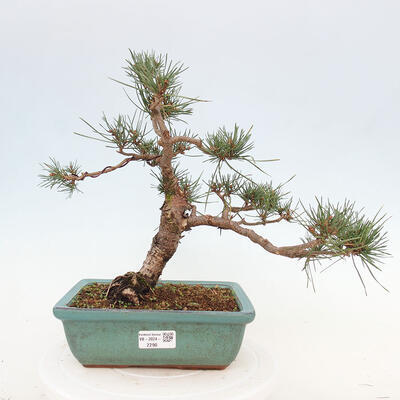 Vonkajšie bonsai - Pinus Sylvestris - Borovica lesná - 1