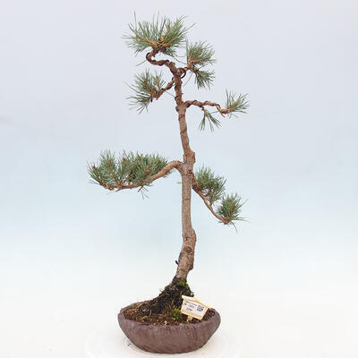 Vonkajšie bonsai - Pinus Sylvestris - Borovica lesná - 1