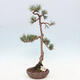 Vonkajšie bonsai - Pinus Sylvestris - Borovica lesná - 1/4