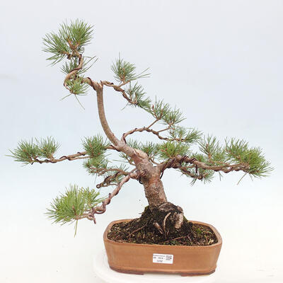 Vonkajšie bonsai - Pinus Sylvestris - Borovica lesná - 1