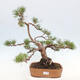 Vonkajšie bonsai - Pinus Sylvestris - Borovica lesná - 1/4