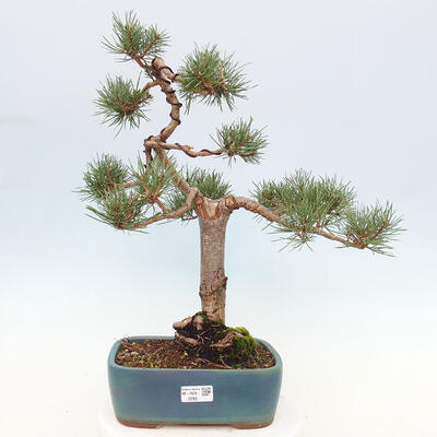 Vonkajšie bonsai - Pinus Sylvestris - Borovica lesná - 1