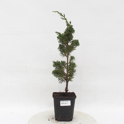 Vonkajší bonsai - Juniperus chinensis Kishu -Jalovec čínsky