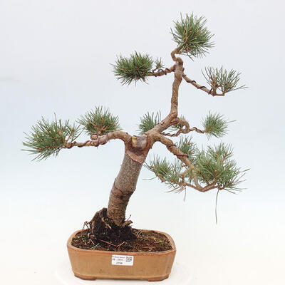 Vonkajšie bonsai - Pinus Sylvestris - Borovica lesná - 1