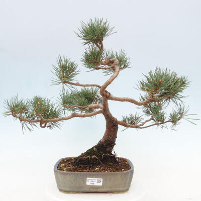 Vonkajšie bonsai - Pinus Sylvestris - Borovica lesná - 1