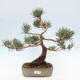 Vonkajšie bonsai - Pinus Sylvestris - Borovica lesná - 1/4