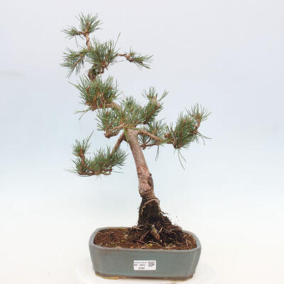 Vonkajšie bonsai - Pinus Sylvestris - Borovica lesná - 1