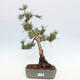 Vonkajšie bonsai - Pinus Sylvestris - Borovica lesná - 1/4