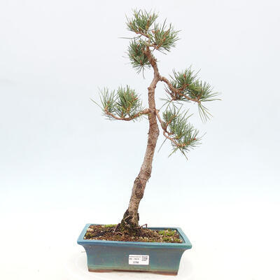 Vonkajšie bonsai - Pinus Sylvestris - Borovica lesná - 1