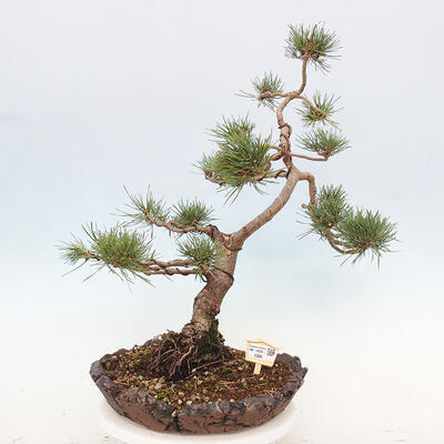 Vonkajšie bonsai - Pinus Sylvestris - Borovica lesná - 1