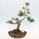 Vonkajšie bonsai - Pinus Sylvestris - Borovica lesná - 1/4