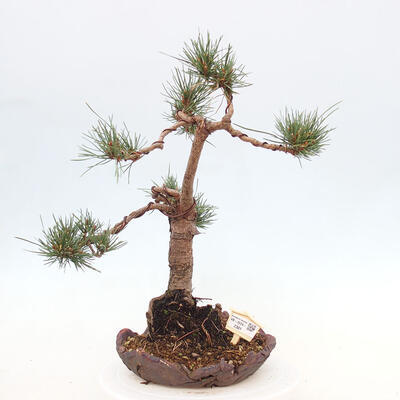 Vonkajšie bonsai - Pinus Sylvestris - Borovica lesná - 1