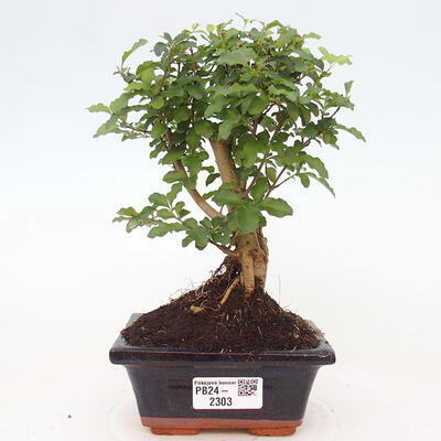 Izbová bonsai -Ligustrum chinensis - Vtáčí zob - 1