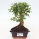 Izbová bonsai -Ligustrum chinensis - Vtáčí zob - 1/3