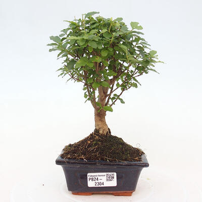 Izbová bonsai -Ligustrum chinensis - Vtáčí zob - 1