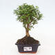 Izbová bonsai -Ligustrum chinensis - Vtáčí zob - 1/3