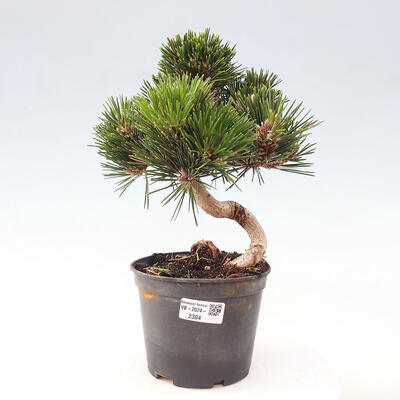 Vonkajší bonsai - Pinus thunbergii - Borovica thunbergova - 1