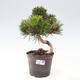 Vonkajší bonsai - Pinus thunbergii - Borovica thunbergova - 1/6