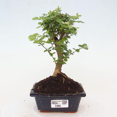 Izbová bonsai -Ligustrum chinensis - Vtáčí zob - 1