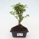 Izbová bonsai -Ligustrum chinensis - Vtáčí zob - 1/3