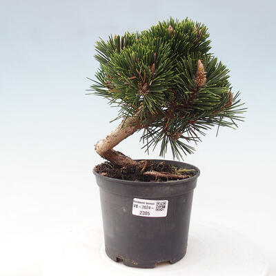 Vonkajší bonsai - Pinus thunbergii - Borovica thunbergova - 1