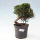 Vonkajší bonsai - Pinus thunbergii - Borovica thunbergova - 1/6