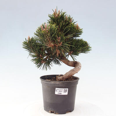 Vonkajší bonsai - Pinus thunbergii - Borovica thunbergova - 1