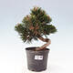 Vonkajší bonsai - Pinus thunbergii - Borovica thunbergova - 1/6